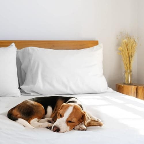 LuxClub Spannbettlaken 90–100x200 cm – 100% Jersey-Baumwolle | 30 cm Steghöhe | Weich & knitterfrei